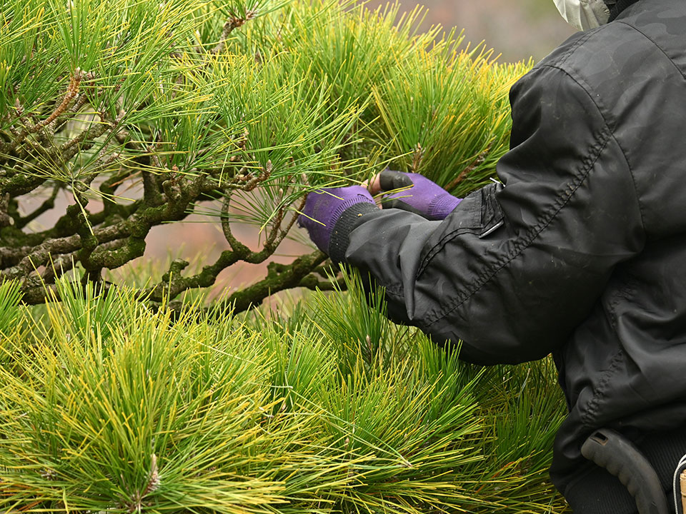 剪定鋏等による軽度な剪定及び除草作業